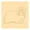 Coton de Tulear 1