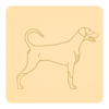 Doberman 1