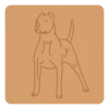 Dog argentyński 1