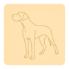 Dog niemiecki 3
