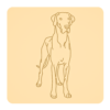 Dog niemiecki 4