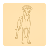 Dog niemiecki 5
