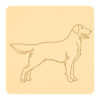 Flat-coated retriever 1