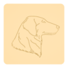 Flat-coated retriever 3