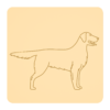 Flat-coated retriever 4