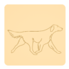 Flat-coated retriever 5