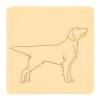 Flat-coated retriever 6