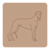Greyhound 3