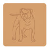 Buldog staroangielski 3