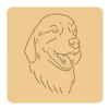 Golden retriever 1