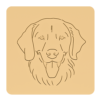 Golden retriever 2
