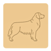 Golden retriever 3