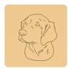 Golden retriever 4