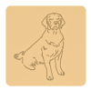 Golden retriever 5