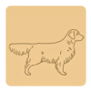 Golden retriever 6