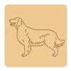 Golden retriever 7