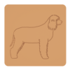 Irlandzki spaniel dowodny 1