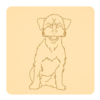 Jack russel terrier 1