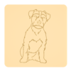 Jack russel terrier 2