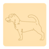 Jack russel terrier 3