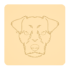 Jack russel terrier 5