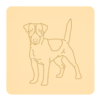 Jack russel terrier 6