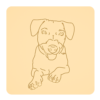 Jack russel terrier 7