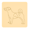 Jack russel terrier 8