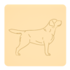 Labrador retriever 2
