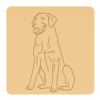 Labrador retriever 5