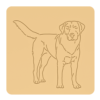 Labrador retriever 6