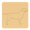 Labrador retriever 7