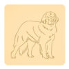 Leonberger 3