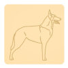 Owczarek belgijski malinois 2