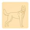 Owczarek belgijski malinois 3