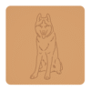 Husky syberyjski 3