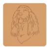 Polski spaniel myśliwski 1