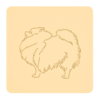Szpic miniaturowy (Pomeranian) 1
