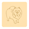 Szpic miniaturowy (Pomeranian) 2