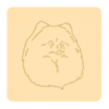 Szpic miniaturowy (Pomeranian) 3