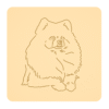 Szpic miniaturowy (Pomeranian) 4