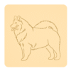 Samoyed 1