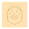Samoyed 3