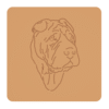 Shar pei 3