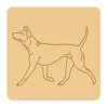 Thai ridgeback dog 2