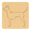 Thai ridgeback dog 3