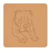 American bully 3