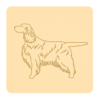 Springer spaniel angielski 1