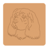 Sussex spaniel 1