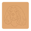 Sussex spaniel 2